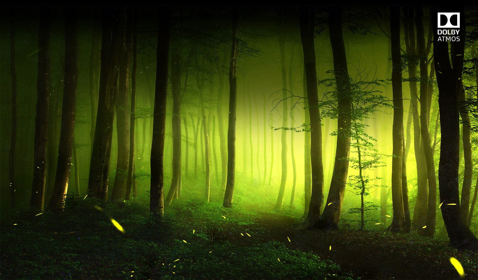 Forest, TV