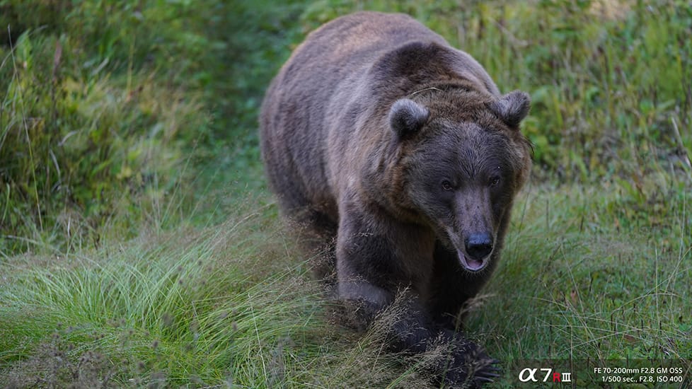 Bear walking shot with Sony a7R III camera and FE 70-200mm F2.8 GM OSS lens at 1/500 second shutter speed, f2.8 aperture and ISO 400 sensitivity