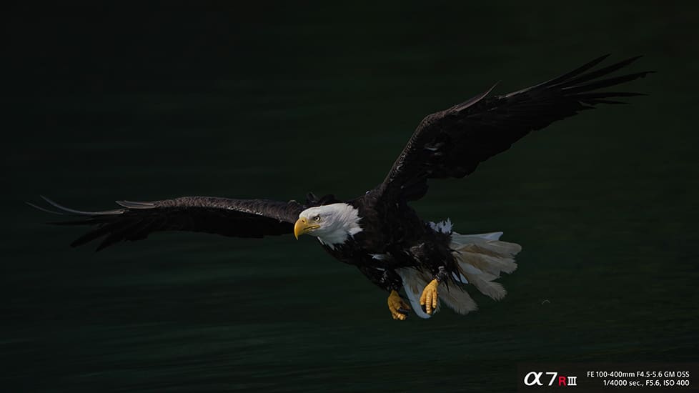Eagle in flight shot with Sony a7R III camera and FE 100-400mm F4.5-5.6 GM OSS lens at 1/4000 second shutter speed, f5.6 aperture and ISO 400 sensitivity