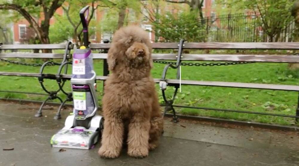 Dog and vacuum