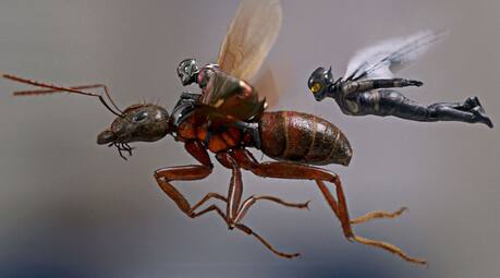 Movie, Ant-Man and the Wasp