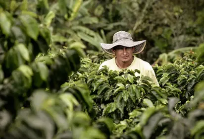Person standing in a field of plants