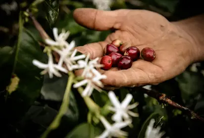 Hand holding coffee beans