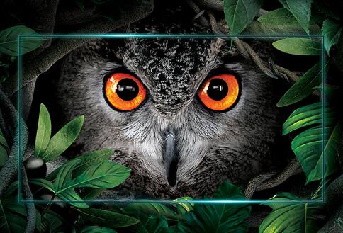 TV with owl