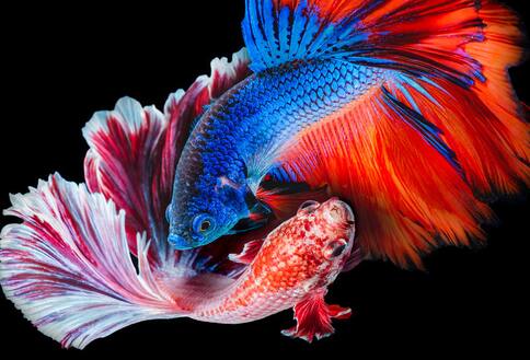 Bright colored fish