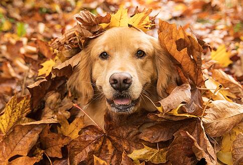 Dog in leaf pile