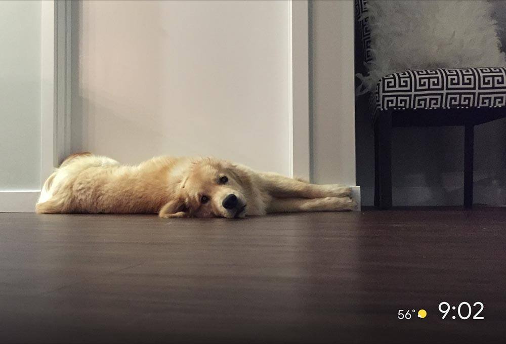 Picture of family pet on TV 