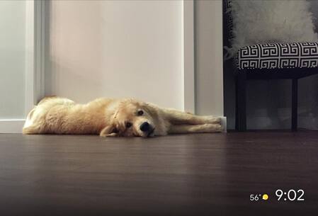 Picture of family pet on TV