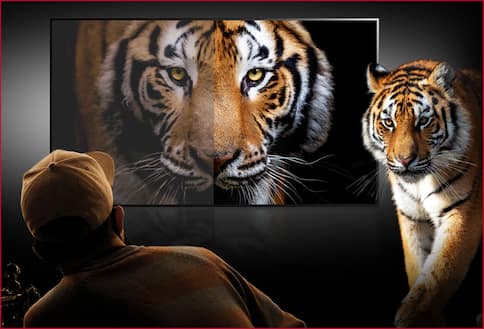 Tiger shown on LCD TV versus OLED TV