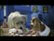 Featurette: Dog Love video 1 minutes 13 seconds