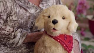 joy for all companion pet dog