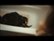 Trailer for Zombeavers video 1 minutes 39 seconds