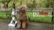 Bissell Dog Park Challenge video 1 minutes 03 seconds
