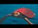 Trailer for The Red Turtle video 1 minutes 48 seconds