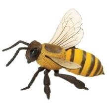 Front Large. Safari - Incredible Creatures Honeybee.