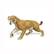 Front Large. Safari - Wild Dinos & Prehistoric Life Smilodon.