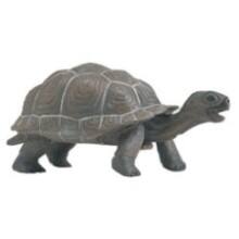 Front Large. Safari - Incredible Creatures Galapagos Baby Tortoise.