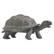 Front Large. Safari - Incredible Creatures Galapagos Baby Tortoise.