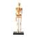 Front Standard. Learning Resources - Human Skeleton Model.