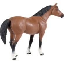 Front Large. Safari - Winner's Circle Quarter Horse.