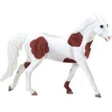 Front Large. Safari - Winner's Circle American Paint.