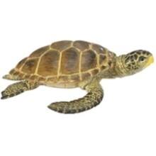 Front Large. Safari - Wild Sealife Loggerhead Turtle.