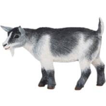 Front Large. Safari - Farm Pygmy Nanny Goat.