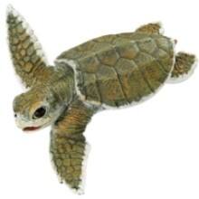 Front Large. Safari - Incredible Creatures Kemp's Ridley Sea Turtle Baby.