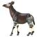 Front Large. Safari - Wild Wildlife Okapi.