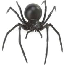 Front Large. Safari - Hidden Kingdom Insects Black Widow Spider.