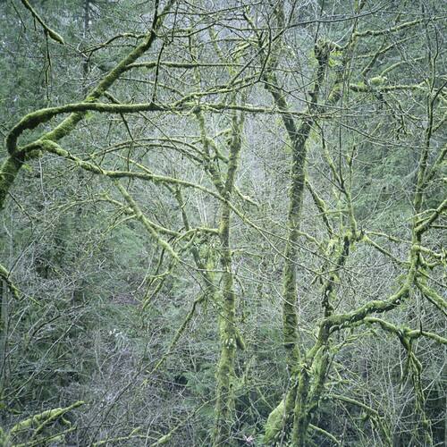 Six Organs of Admittance - Dust & Chimes - VINYL LP