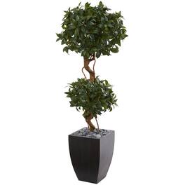 BreeBe - 4.5' Sweet Bay Double Topiary Tree in Black Wash Planter - Green