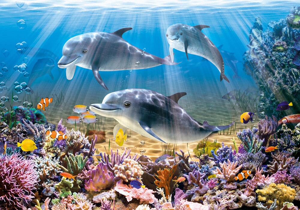 Angle. Castorland - CASTORLAND 500 Piece Jigsaw Puzzles, Dolphins Underwater, Ocean life, Sea puzzles, Adult Puzzle, Castorland B-52547 - Red.