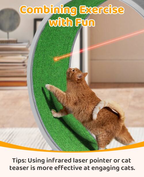 Combining Exercise with Fun

Tips: Using infrared laser pointer or cat teaser is more effective at engaging cats.