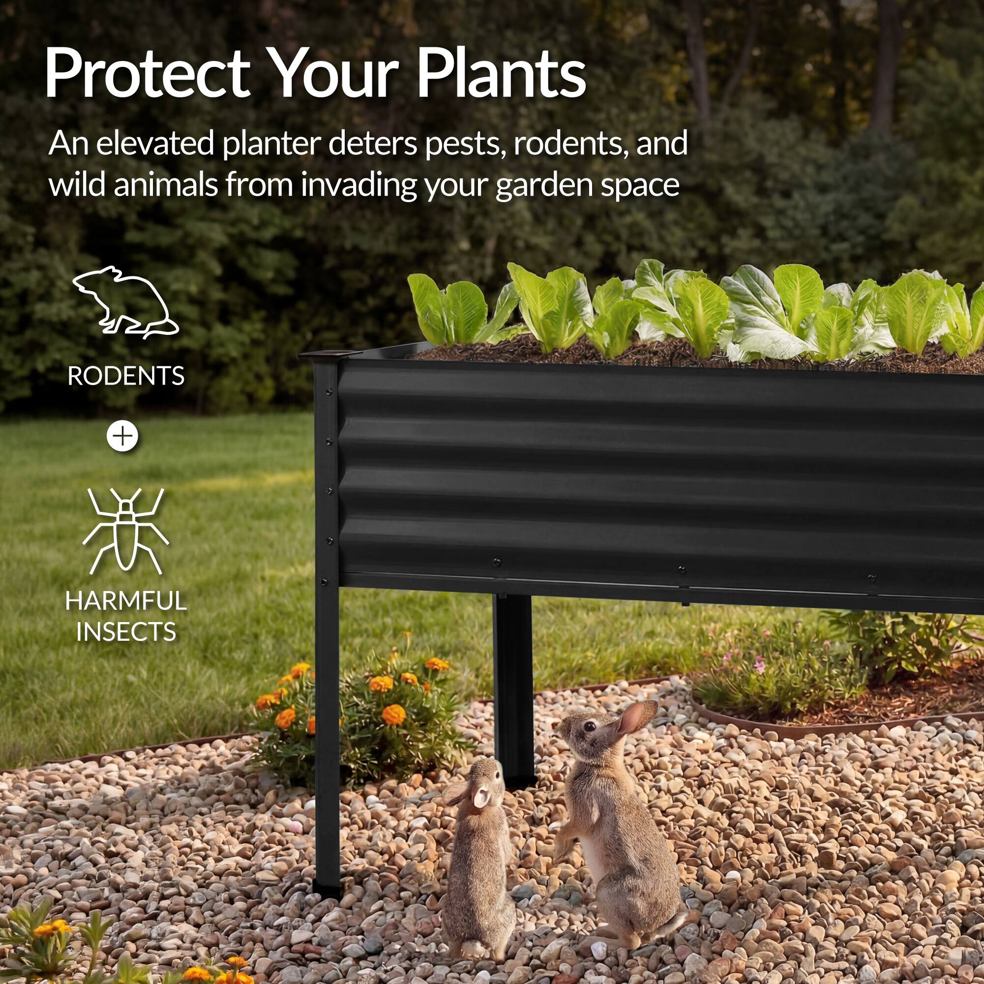 Protect Your Plants

An elevated planter deters pests, rodents, and wild animals from invading your garden space

RODENTS + HARMFUL INSECTS