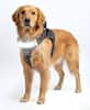 Front. Lumi Pawtners - Lumi One LED Dog Harness Black - Black.