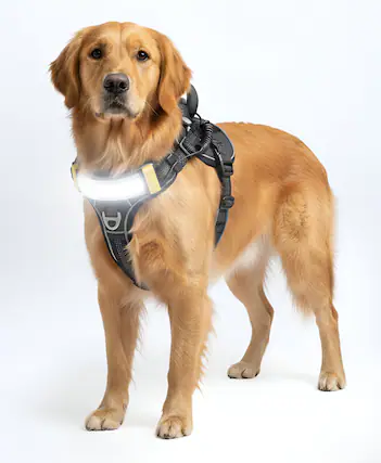 Front. Lumi Pawtners - Lumi One LED Dog Harness Black - Black.