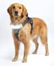 Lumi Pawtners - Lumi One LED Dog Harness - Black
