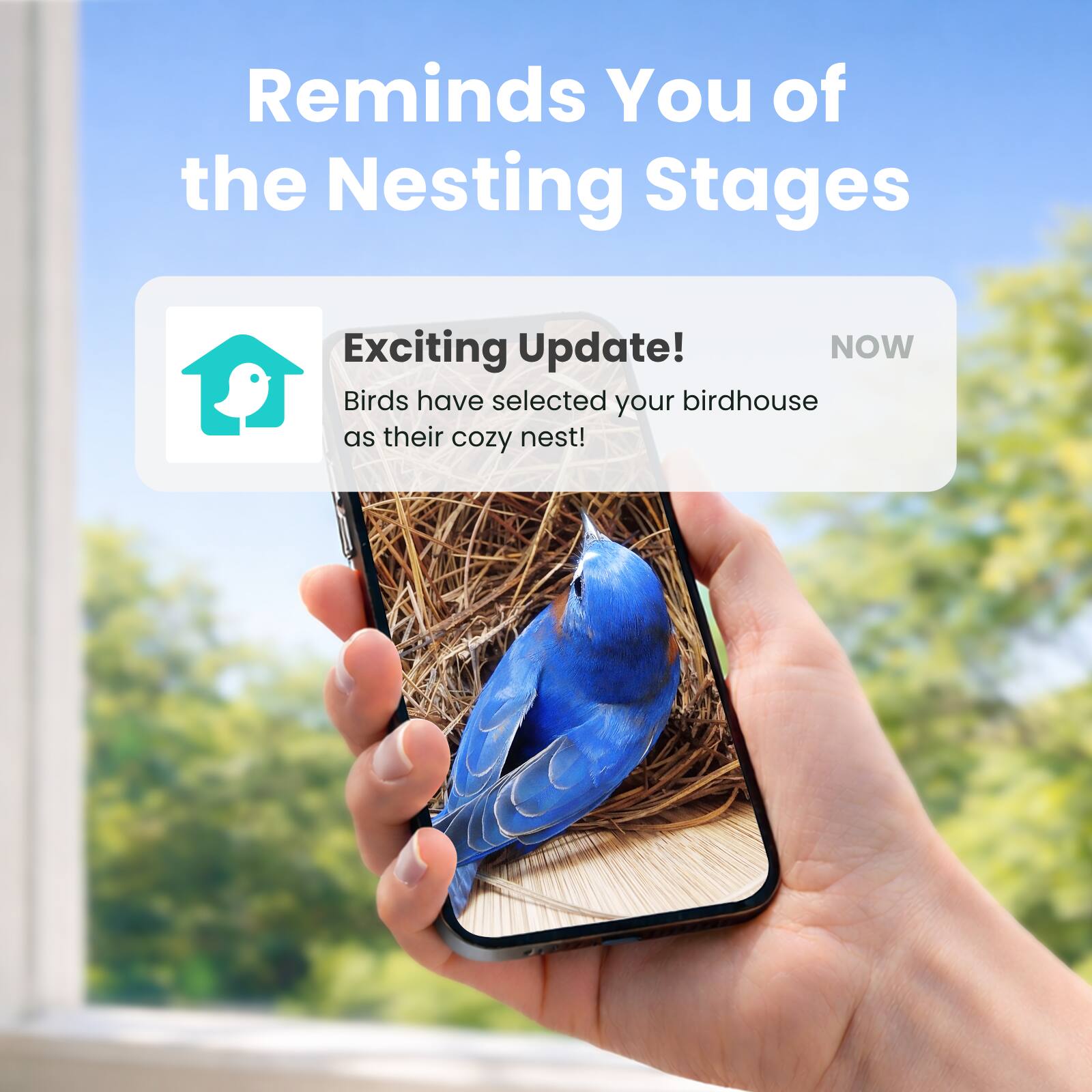 Reminds You of the Nesting Stages

Exciting Update! NOW

Birds have selected your birdhouse as their cozy nest!
