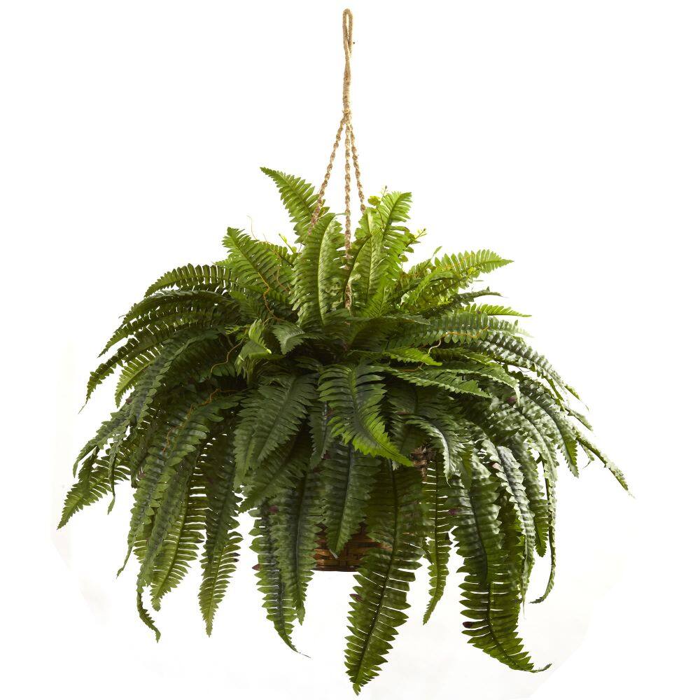 Angle. BreeBe - Double Giant Boston Fern Hanging Basket - Green.