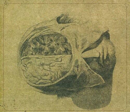 Front. Farsot - Insects   - VINYL LP.