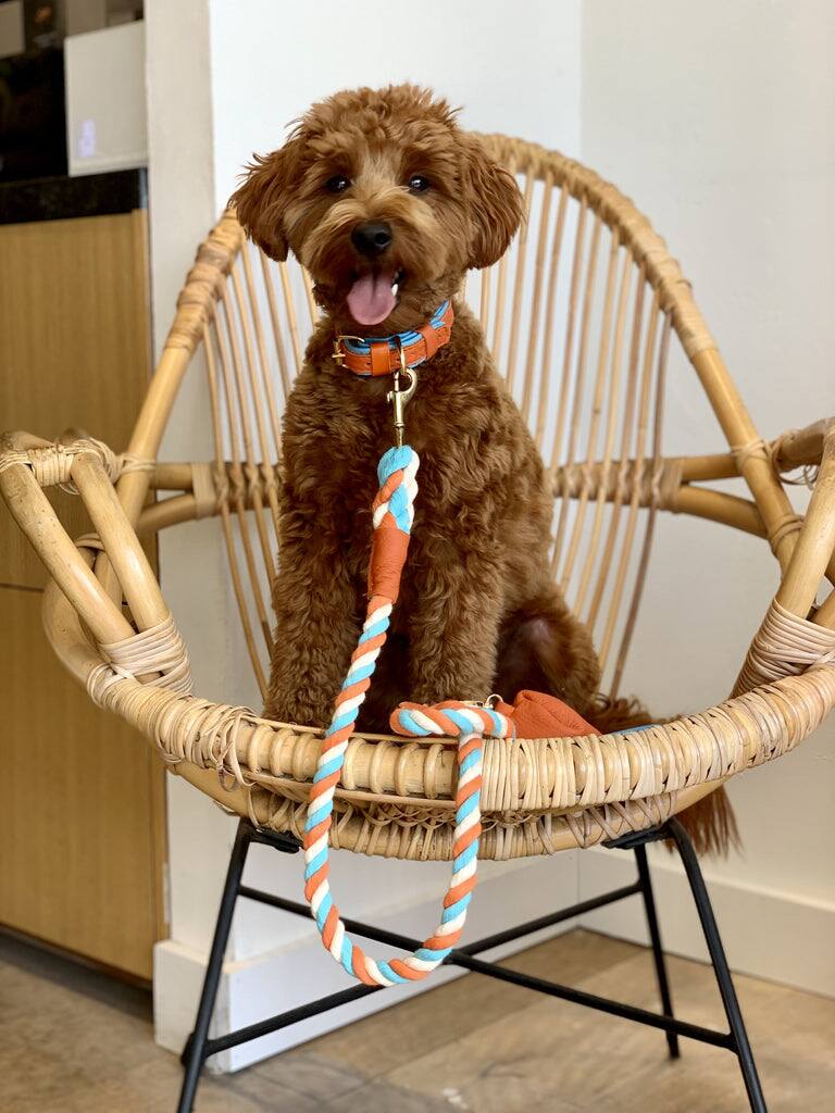 Left. PoisePup - Genuine Leather Dog Collar - Handmade, Adjustable & Soft - Orange | Blue.