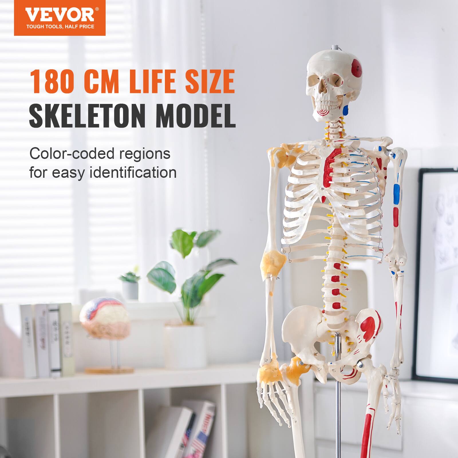 VEVOR  
TOUGH TOOLS, HALF PRICE  

180 CM LIFE SIZE SKELETON MODEL  

Color-coded regions for easy identification