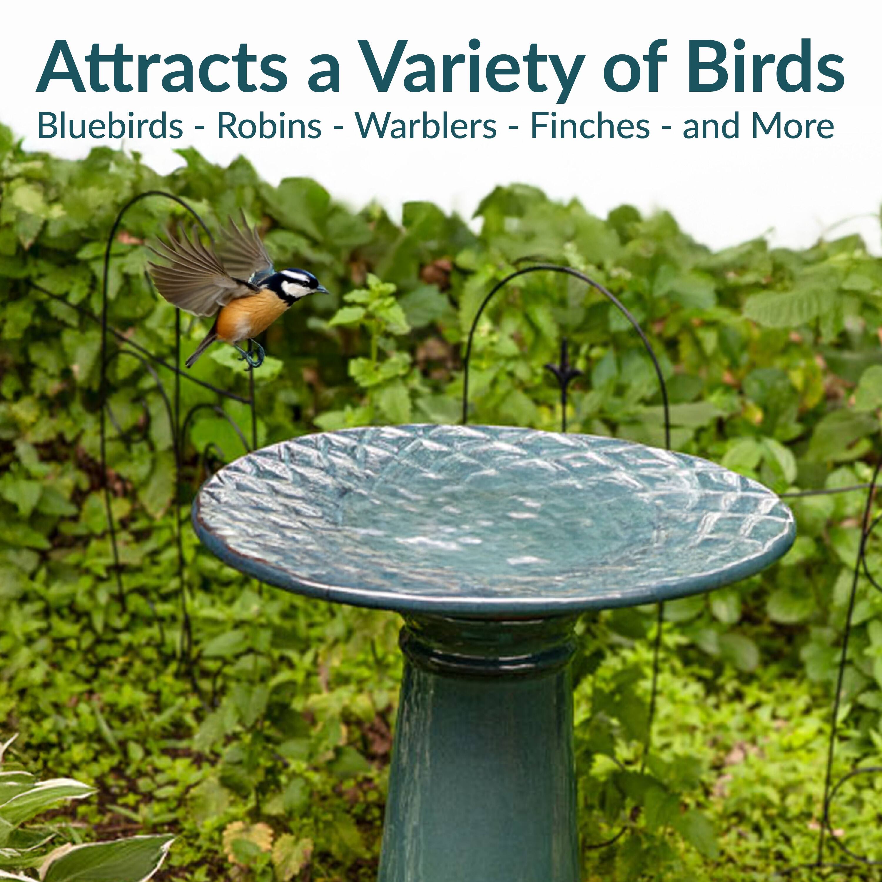 Attracts a Variety of Birds  
Bluebirds - Robins - Warblers - Finches - and More