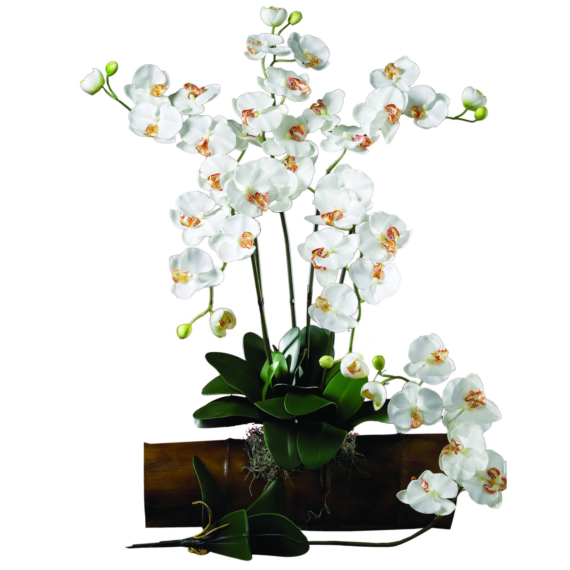 Angle. BreeBe - Phalaenopsis Stem (Set of 12) - Cream - Cream.