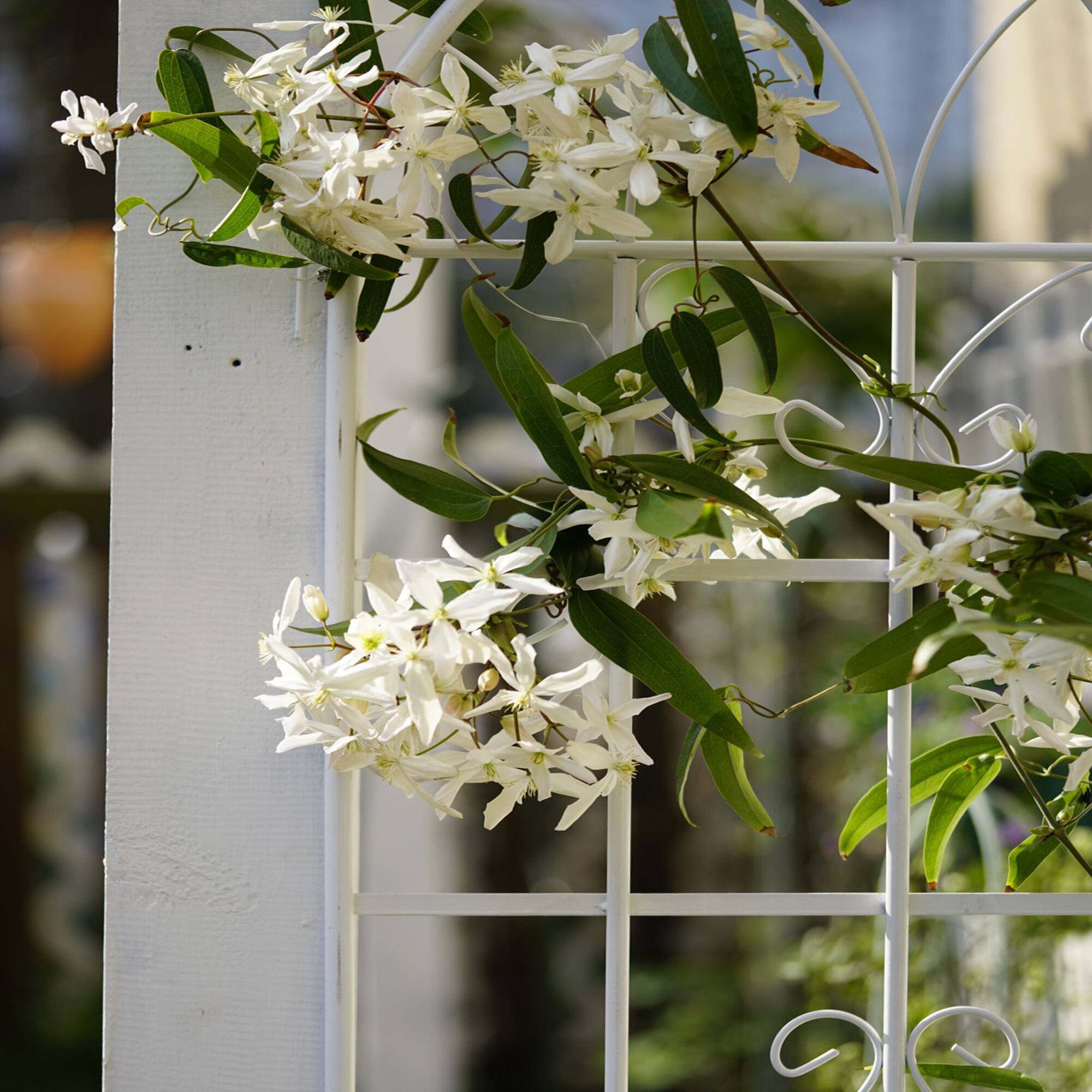 Alt View 4. Loheer - Rustproof Metal Garden Trellis 4 Pack 5.9 ft x 1.64 ft for Climbing Plants Outdoor Flower Support - Cream White.