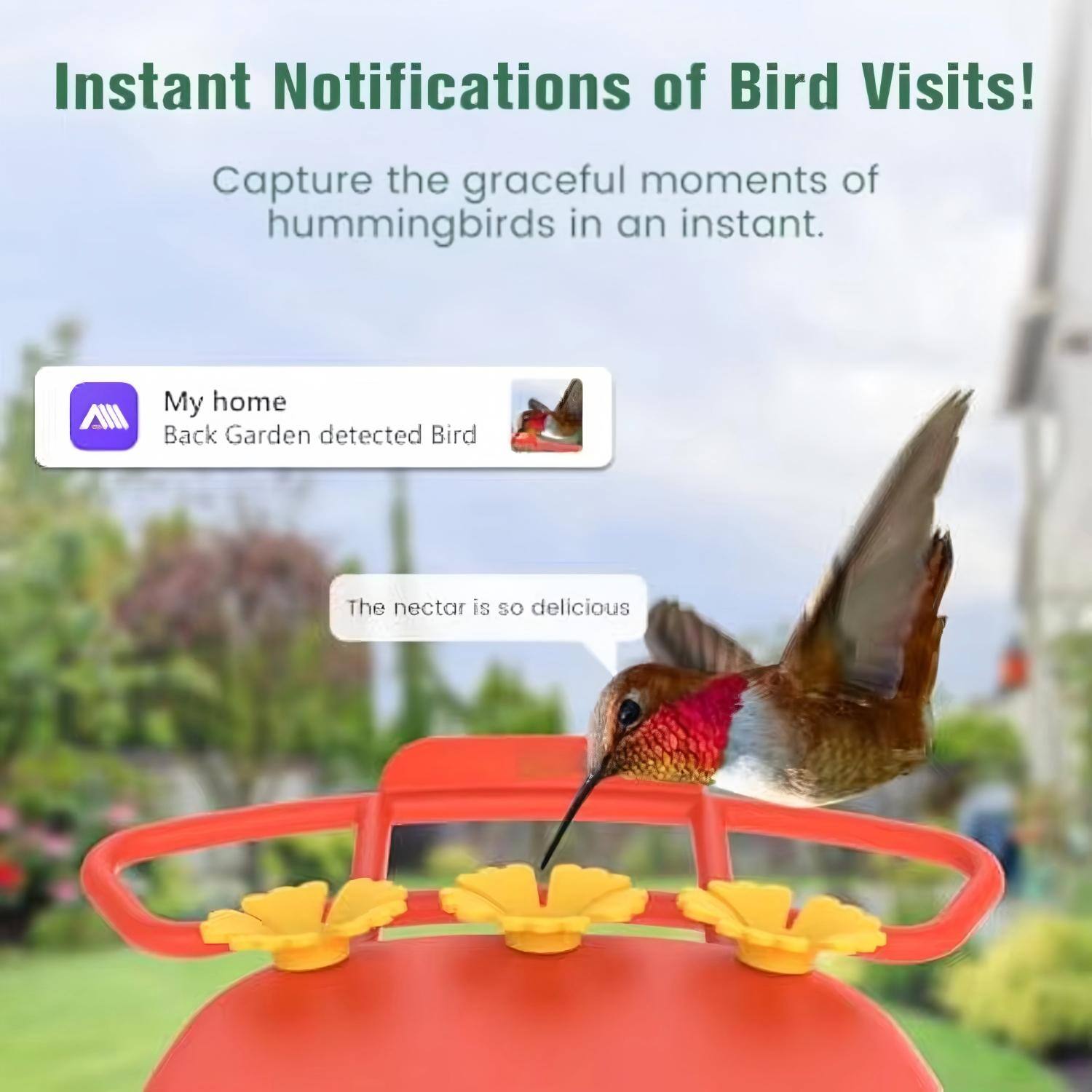 Instant Notifications of Bird Visits!  
Capture the graceful moments of hummingbirds in an instant.  

My home  
Back Garden detected Bird  

The nectar is so delicious