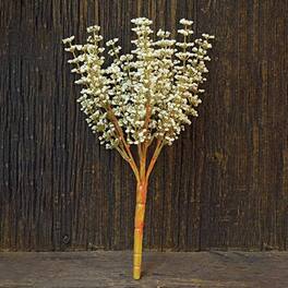 BreeBe - * Astible Bush - 10.5" - Cream
