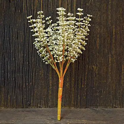 Front. BreeBe - *Cream Astible Bush - 10.5" - Cream.