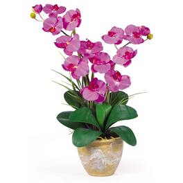 BreeBe - Double Stem Phalaenopsis - Orchid